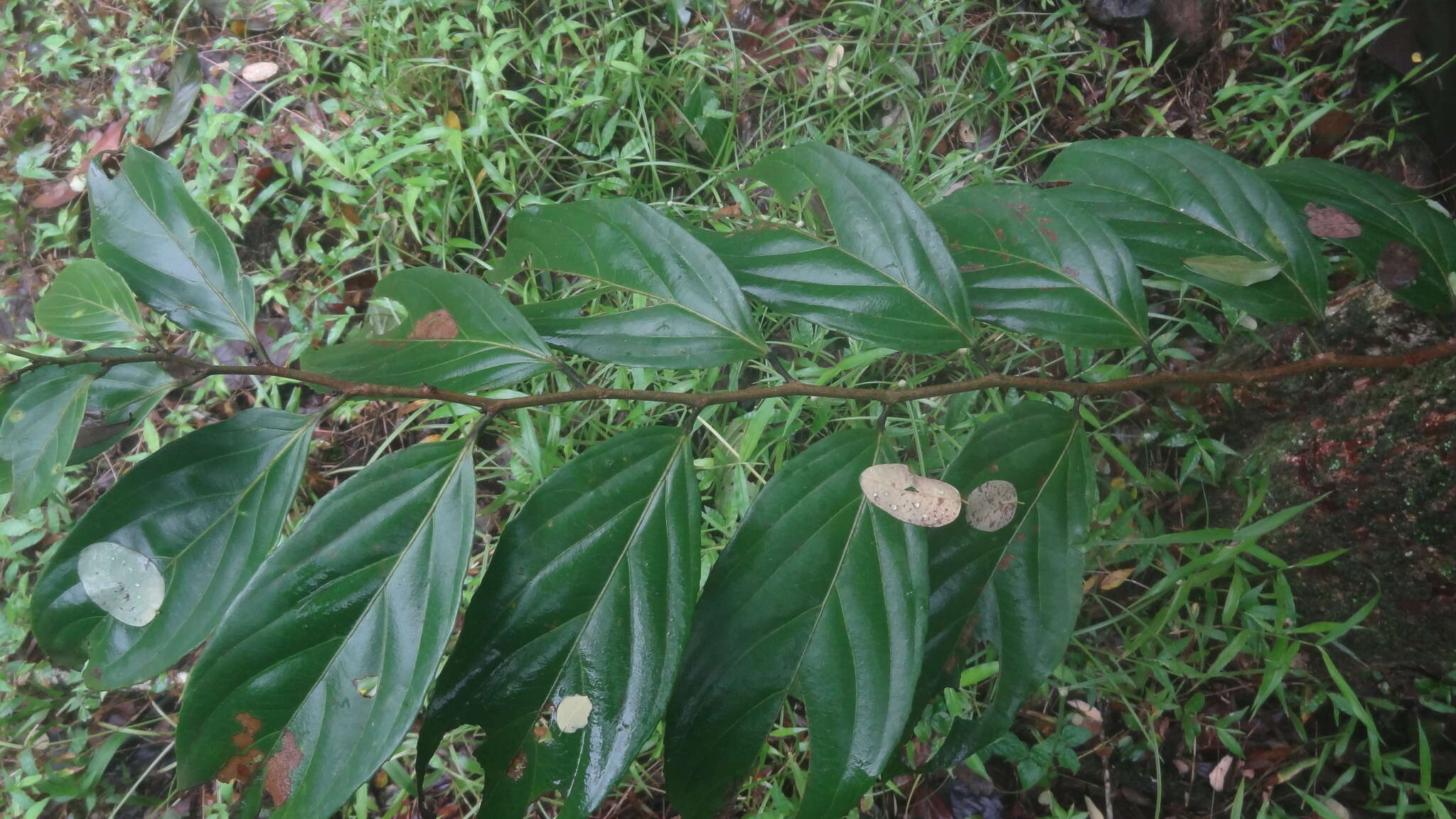 五蕊大风子的圖片