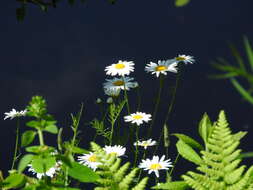 Слика од Leucanthemum superbum (Bergmans ex J. Ingram) D. H. Kent