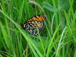 Image de Speyeria idalia Drury 1773