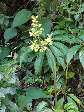 Image of Begonia thiemei C. DC.