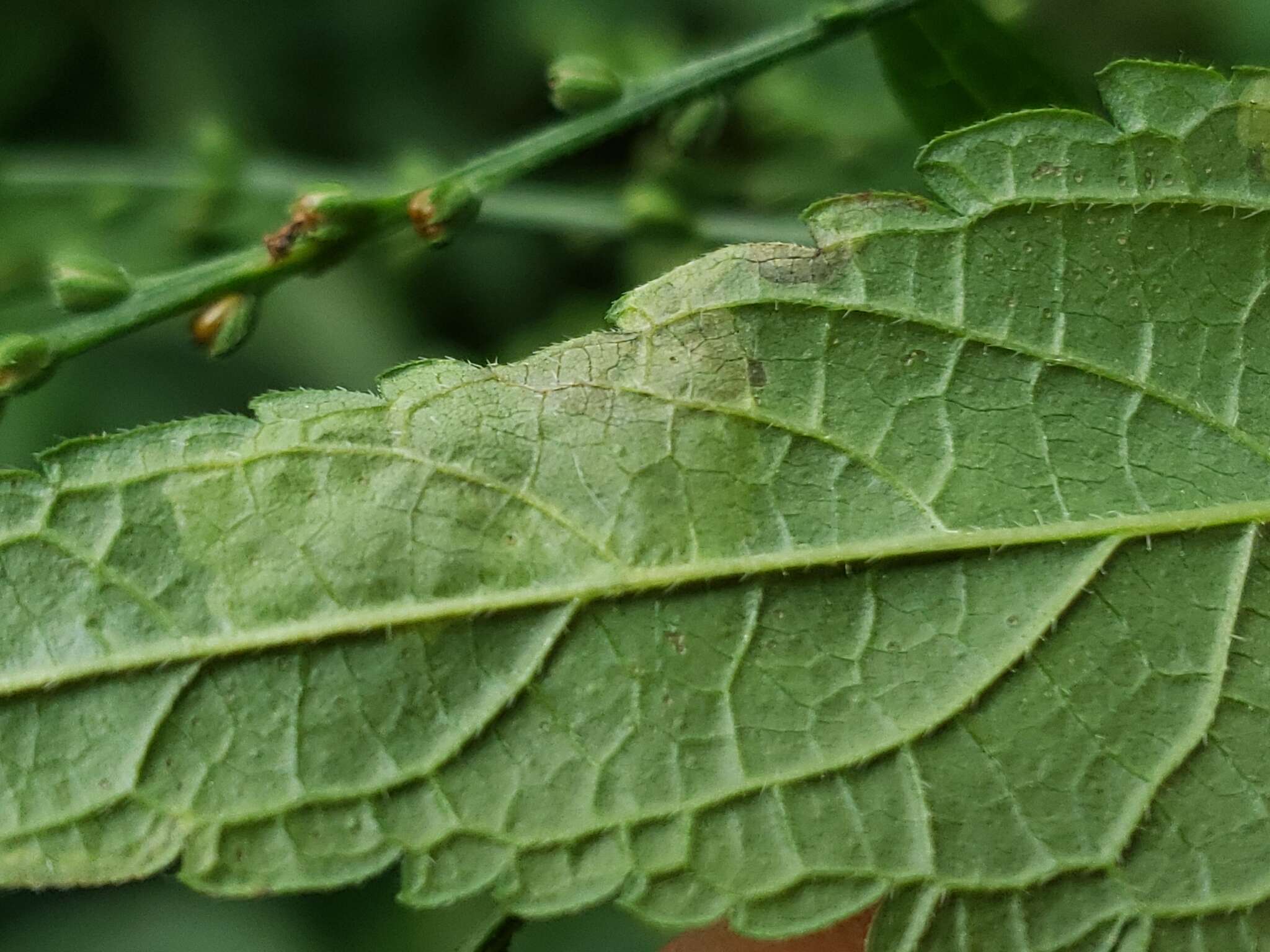 Image of Calycomyza verbenae Hering 1951