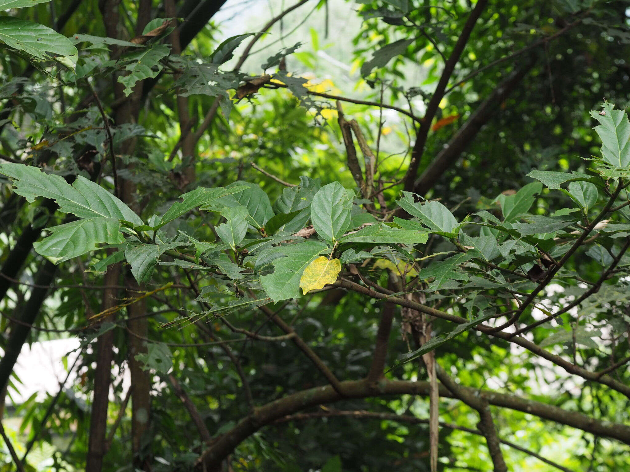Ficus benguetensis Merr.的圖片