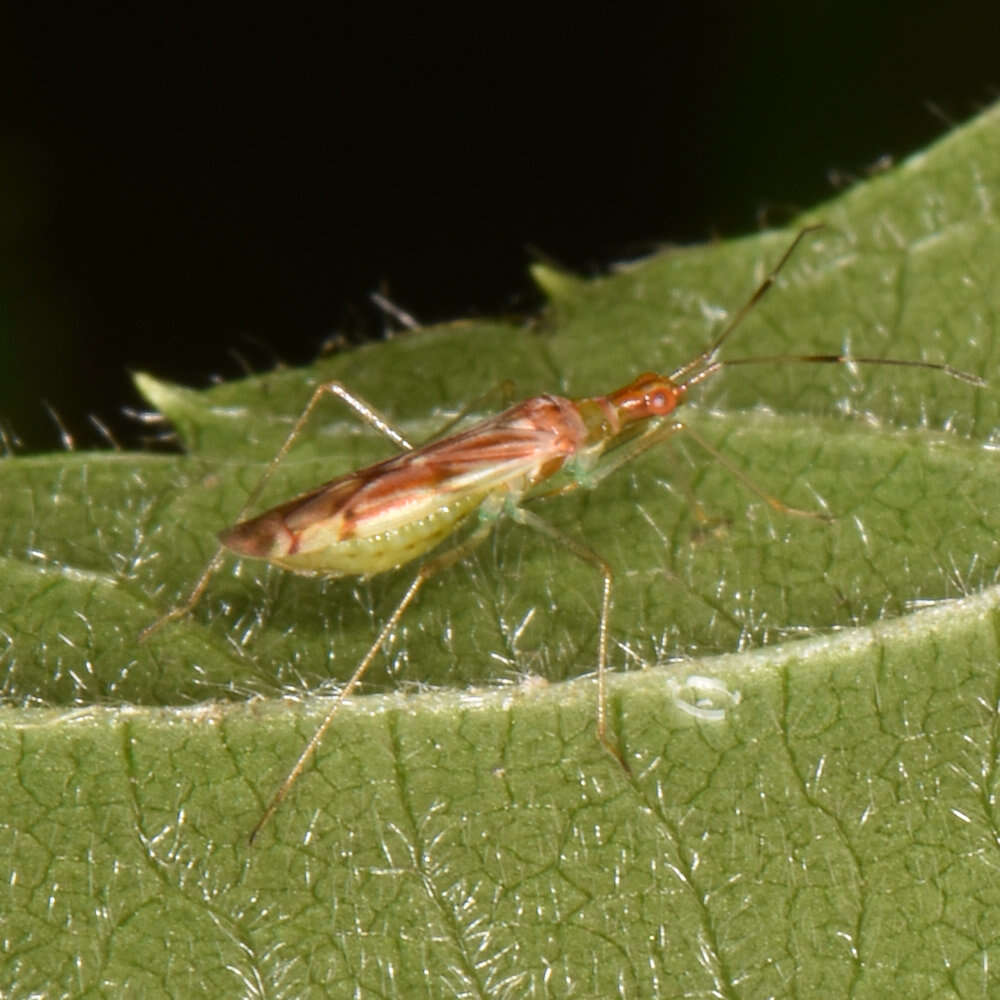 Слика од Dicyphus famelicus (Uhler 1878)