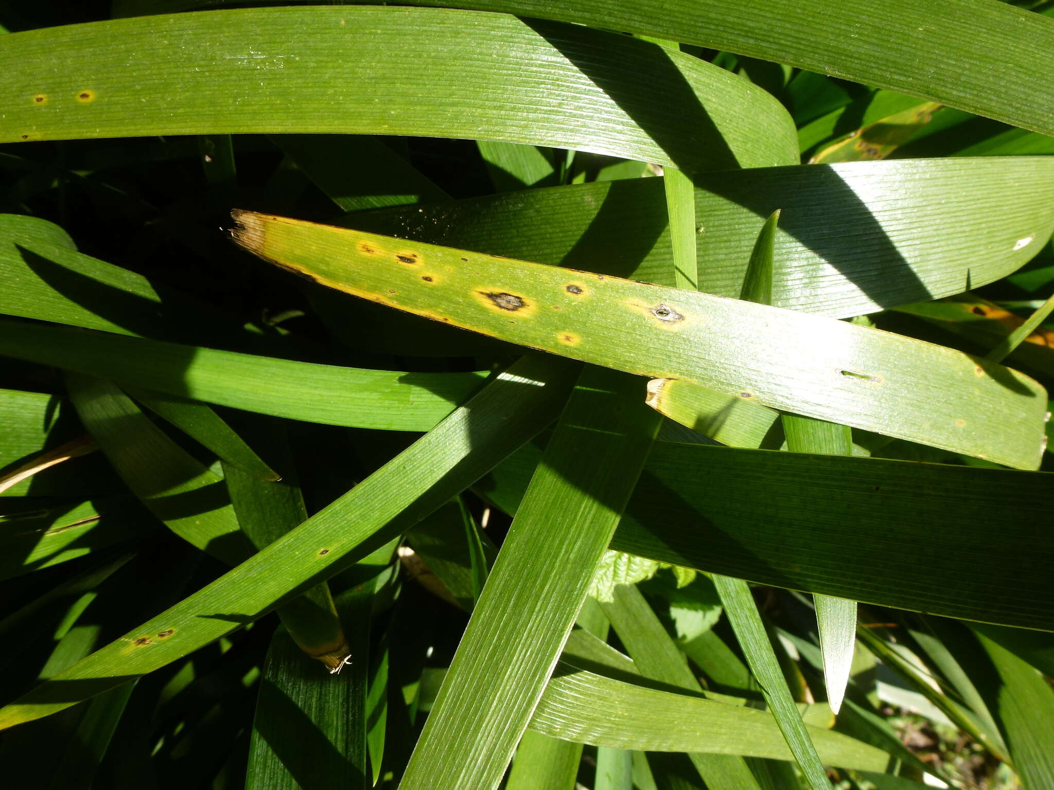 Image of Puccinia iridis Wallr. 1844