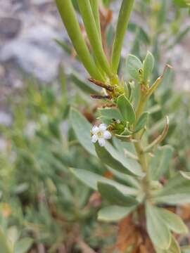 Imagem de Rhazya stricta Decne.