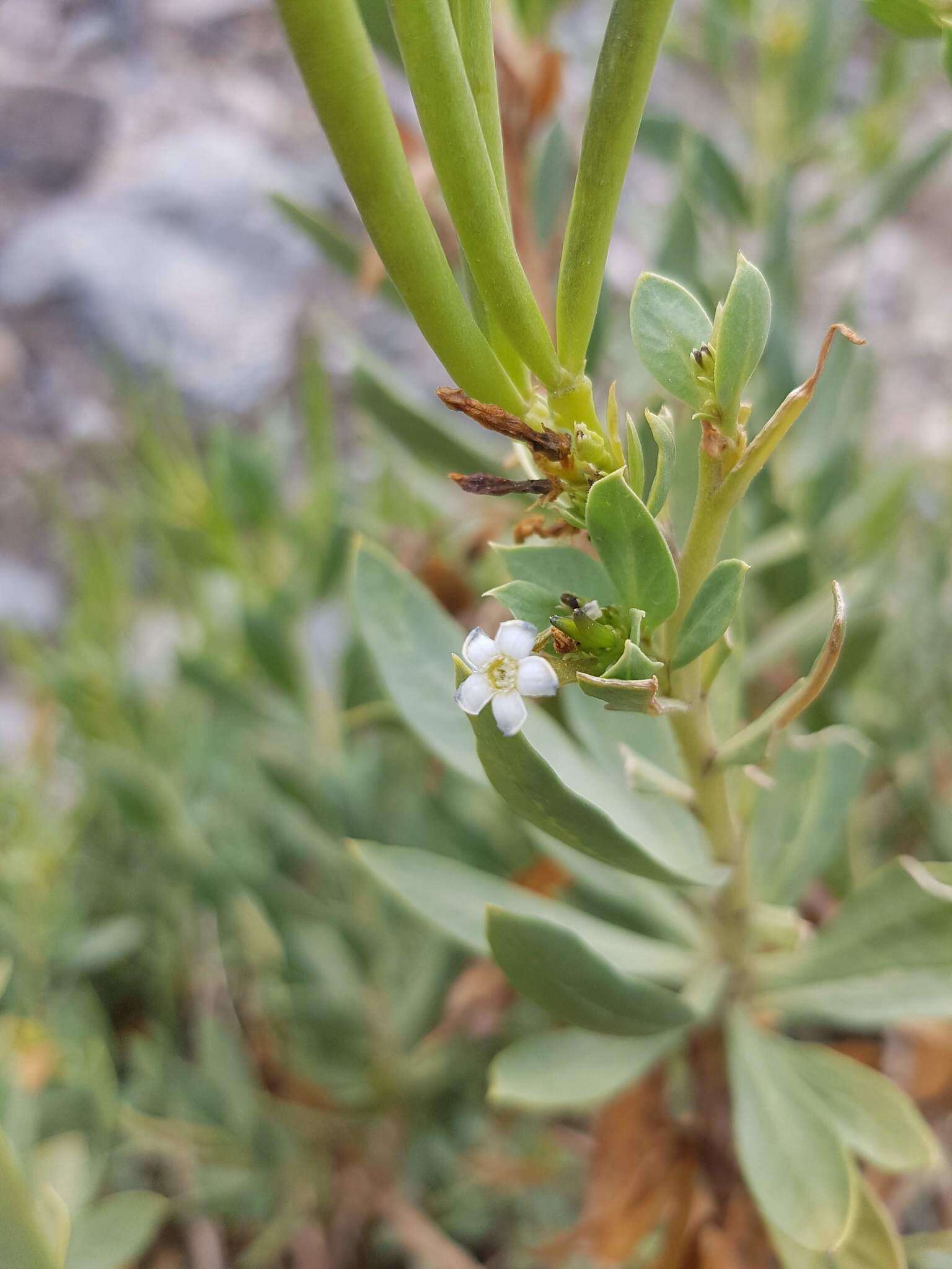 Image de Rhazya stricta Decne.