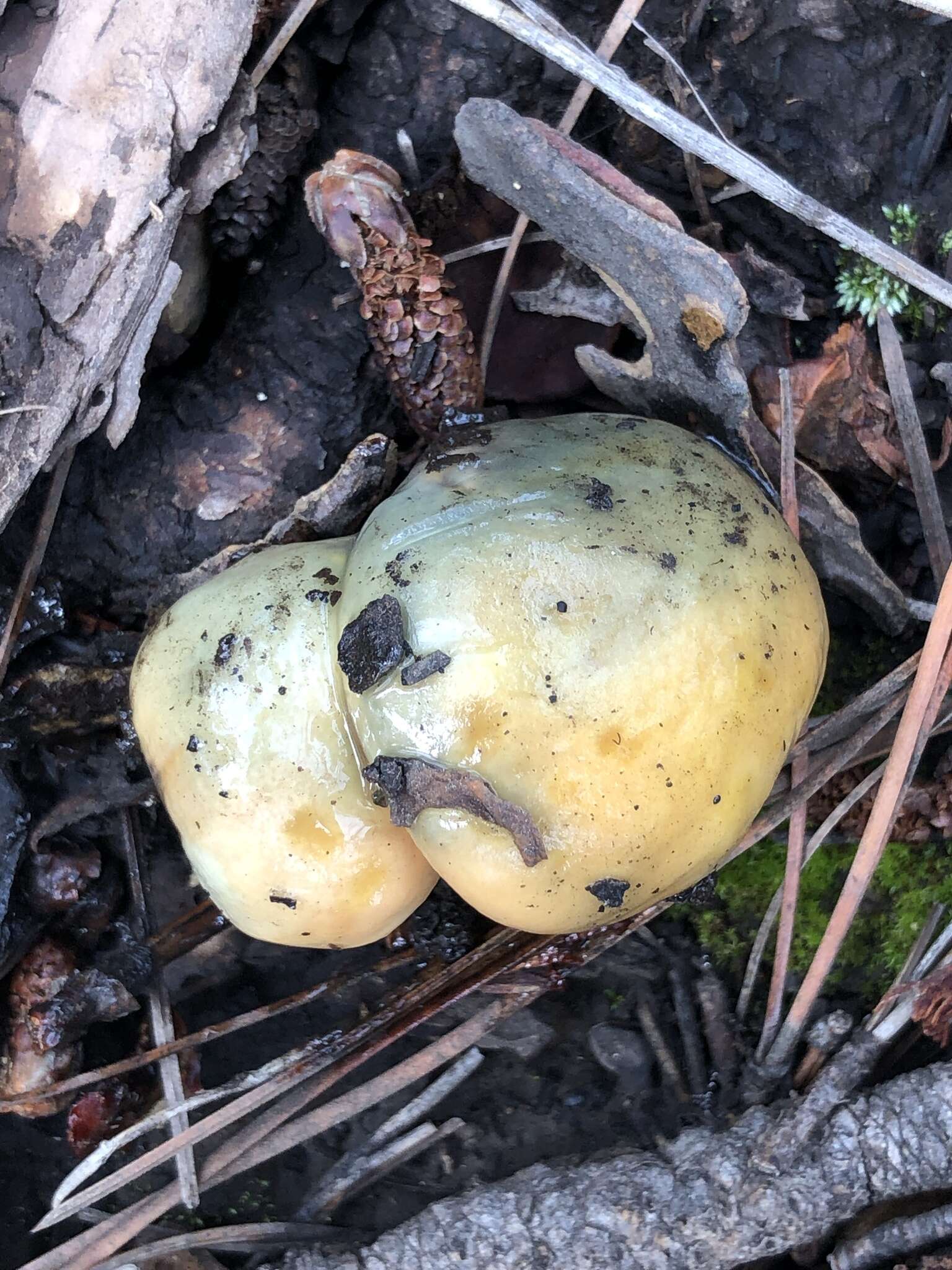 Image of Suillus kaibabensis Thiers 1976