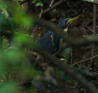 Image of Dwarf Bittern