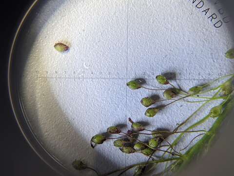 Image of western panicgrass