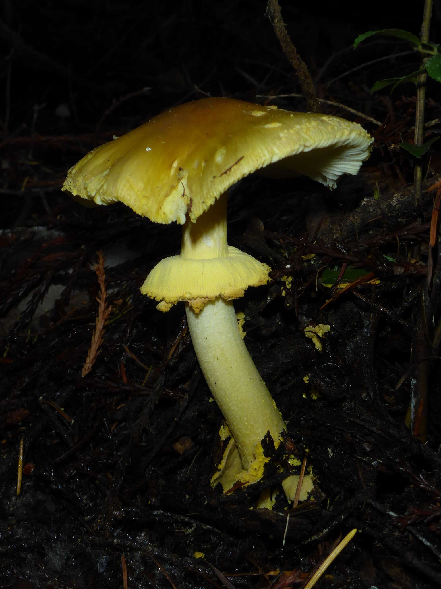 Image of Amanita augusta Bojantchev & R. M. Davis 2013