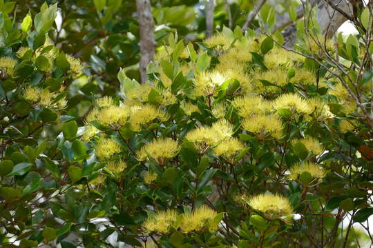 Image of Metrosideros nitida Brongn. & Gris