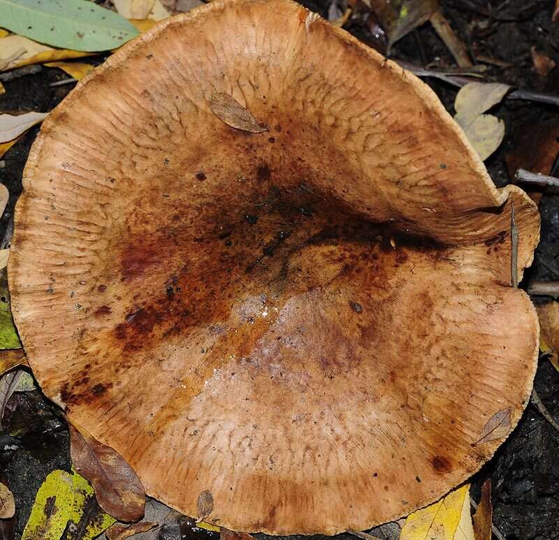 Image of Paxillus rubicundulus P. D. Orton 1969