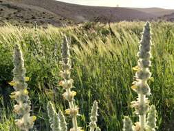 Image of Phlomoides laciniata (L.) Kamelin & Makhm.