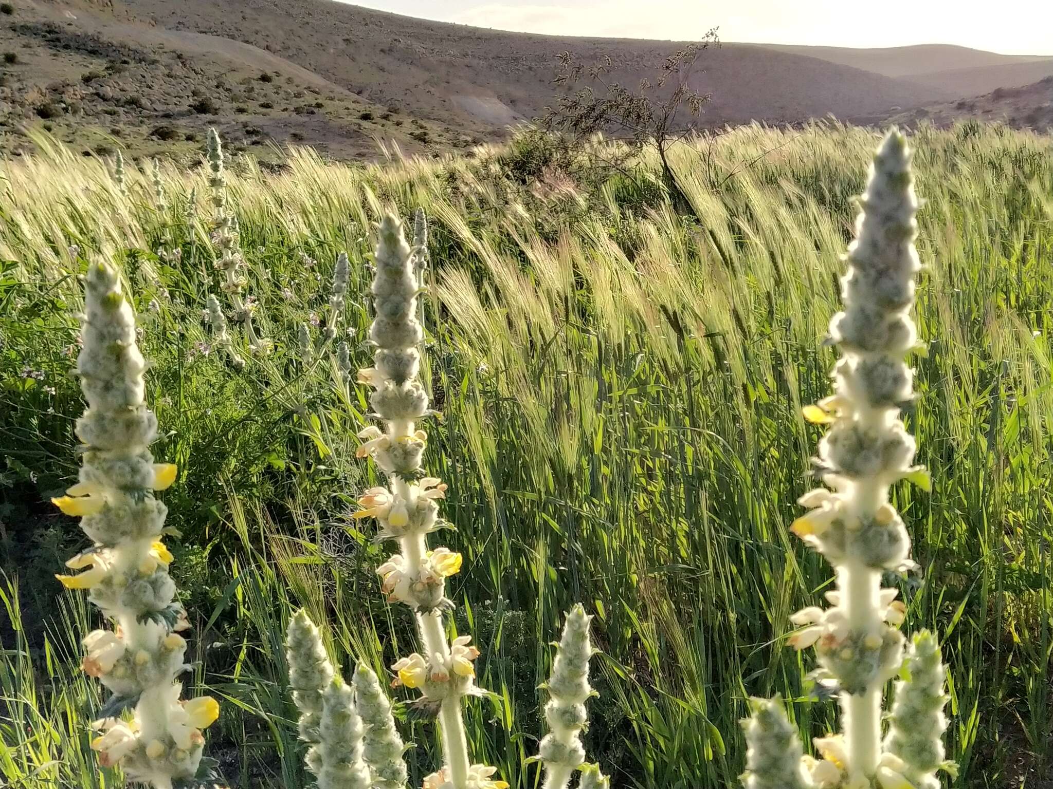 Sivun Phlomoides laciniata (L.) Kamelin & Makhm. kuva