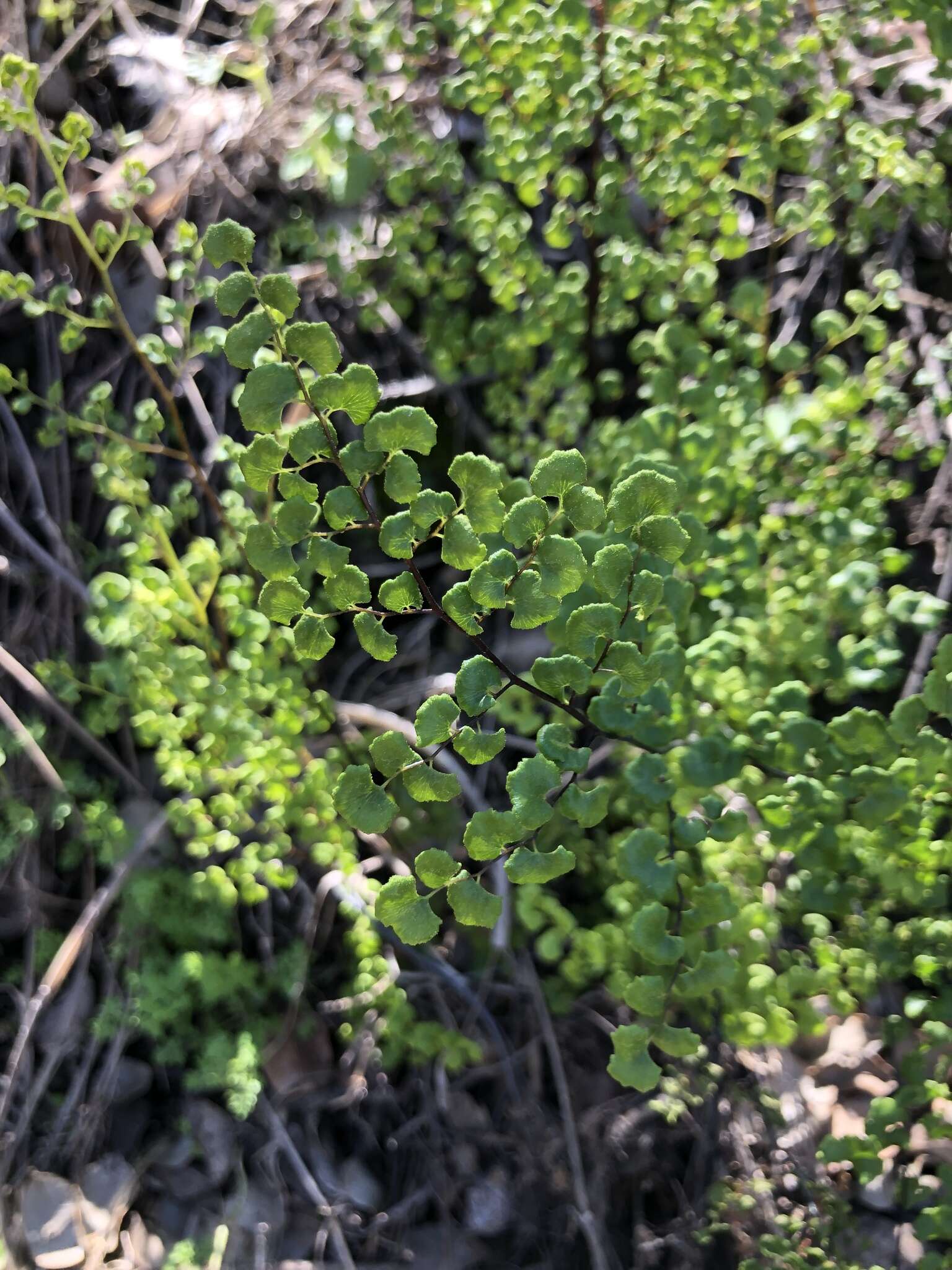 Adiantum chilense var. scabrum (Kaulf.) Hicken的圖片