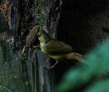 Image of Cachar Bulbul