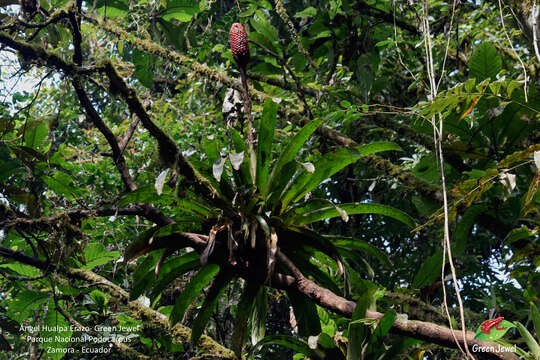 Image of Guzmania claviformis H. Luther