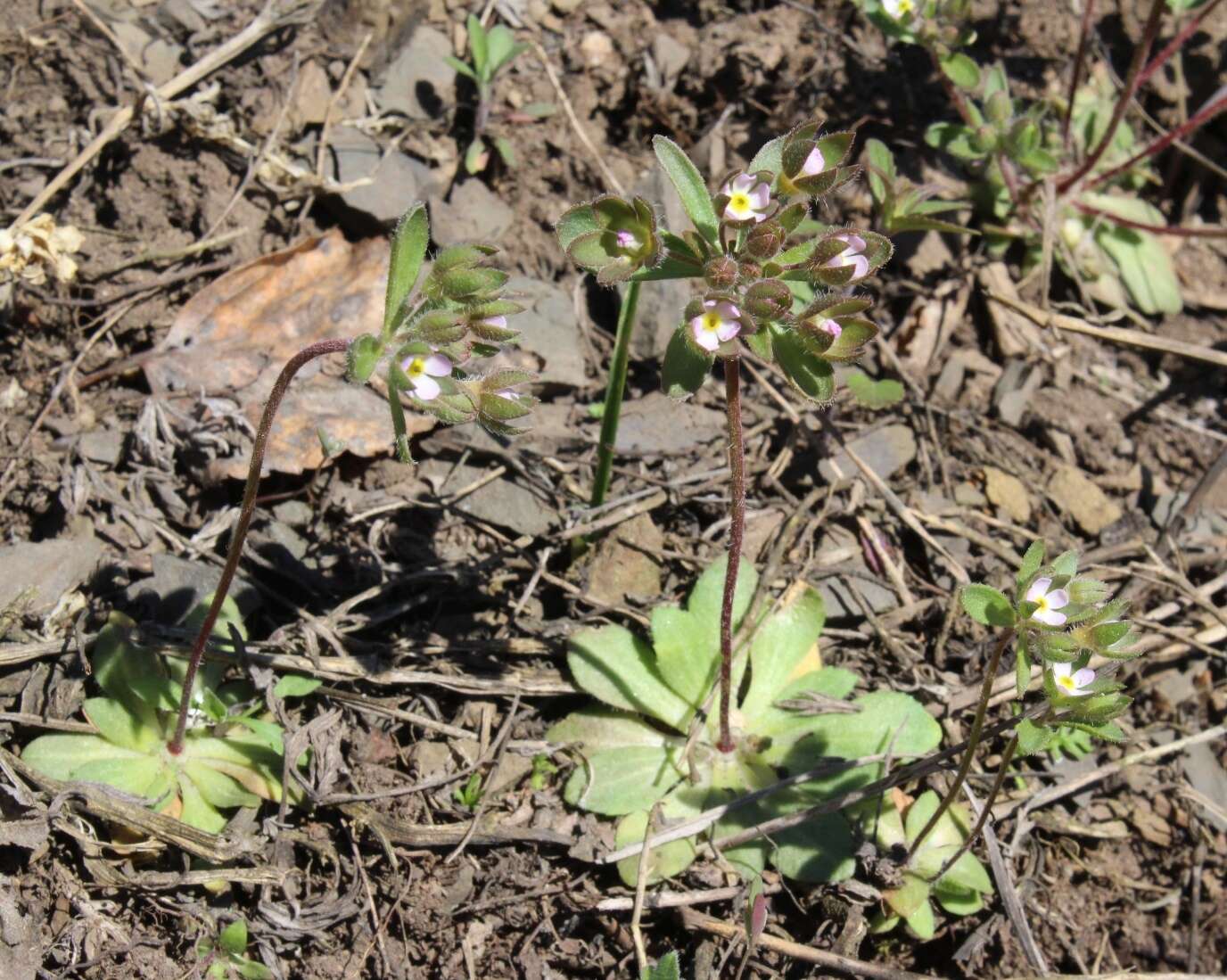 Image of greater rockjasmine