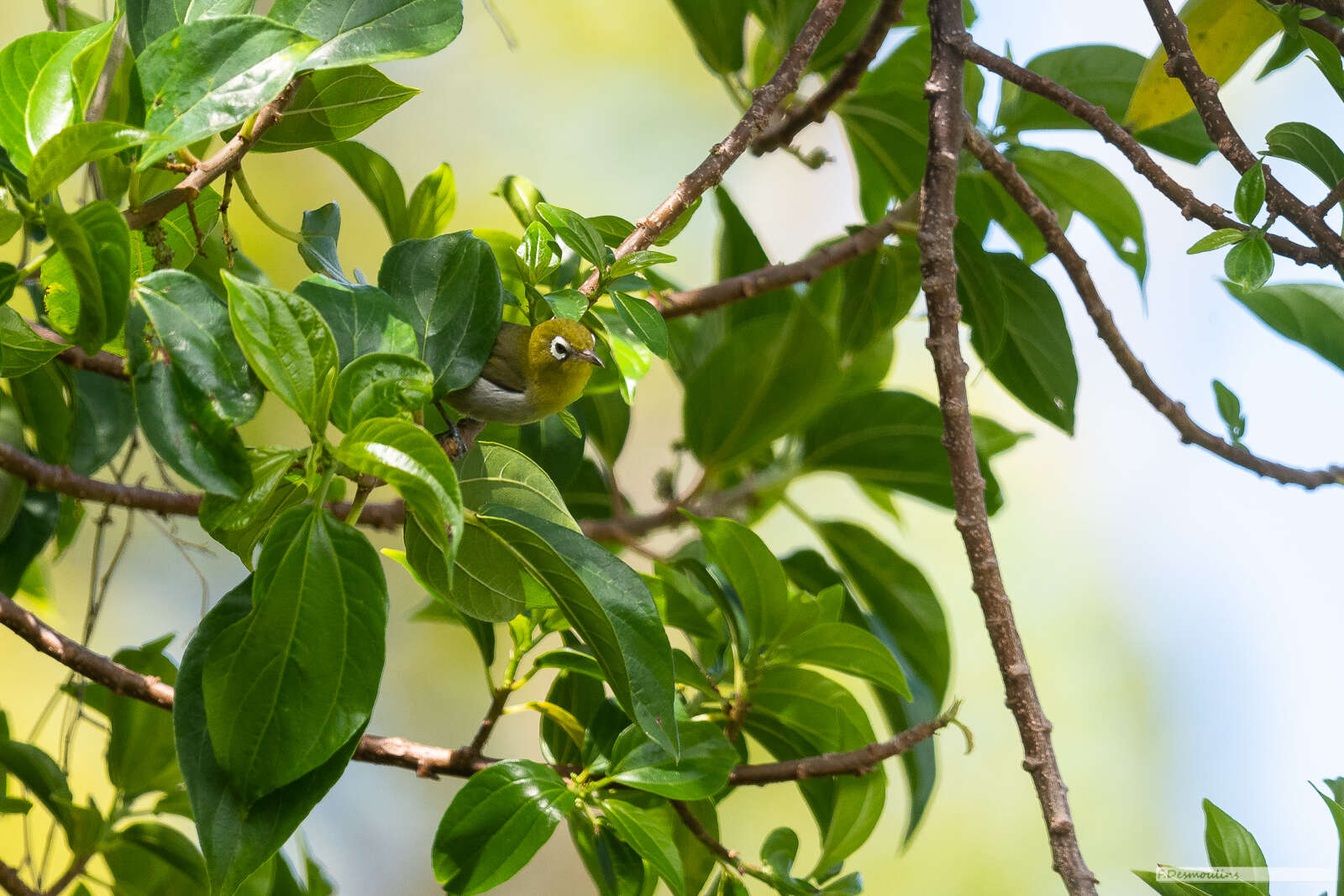 Image of Green-backed White-eye