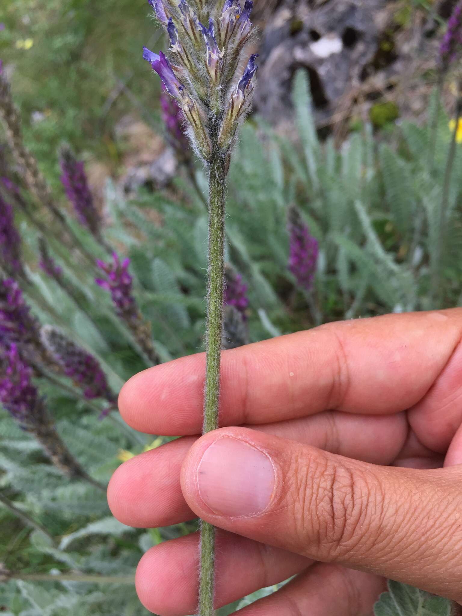 Image of Astragalus listoniae Boiss.