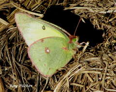 Image of Orange Sulphur