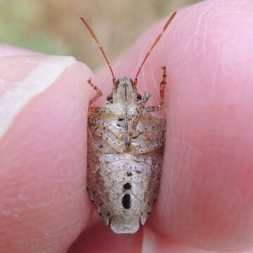 Image of Dusky Stink Bug