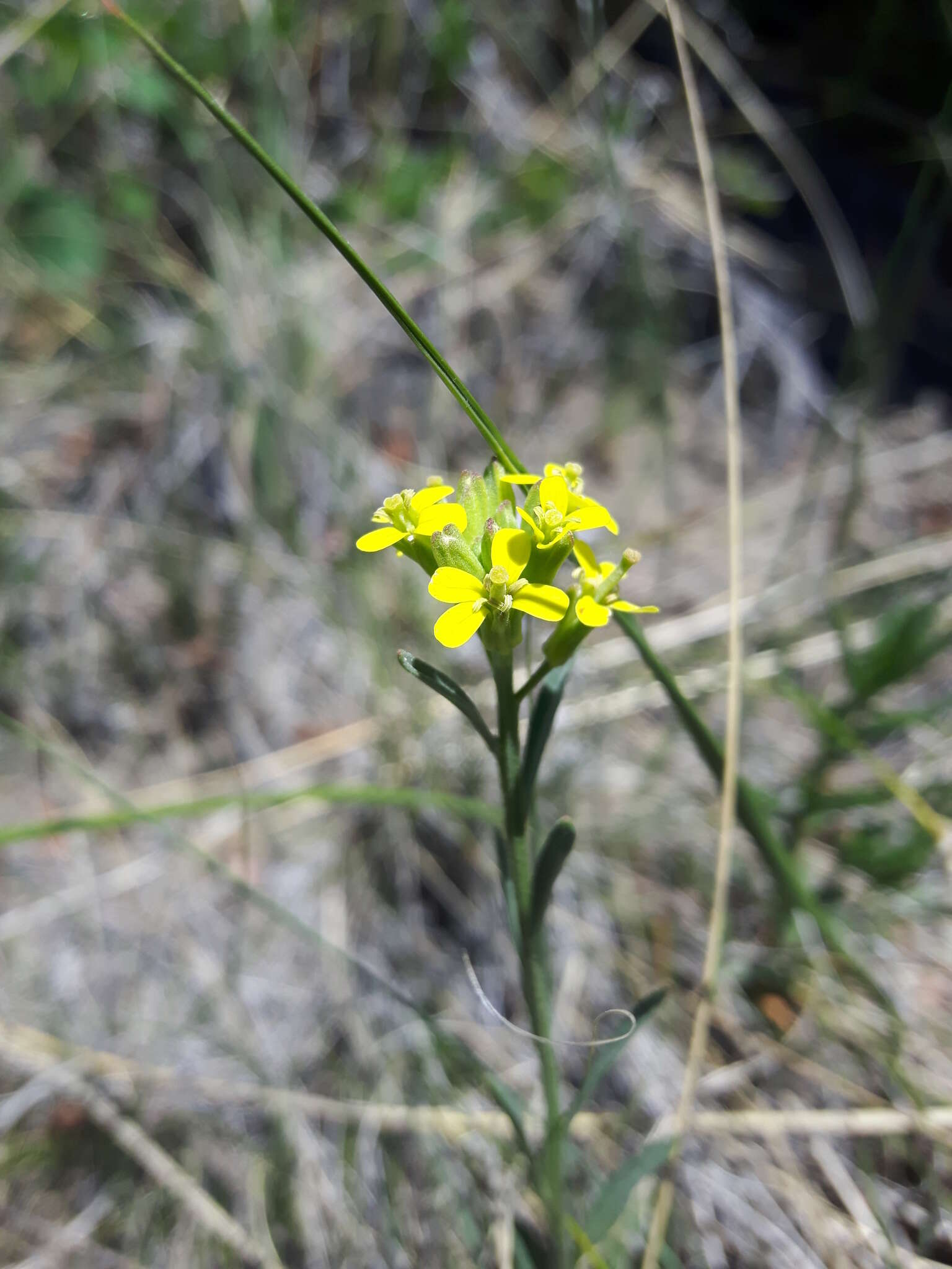 Image of shy wallflower