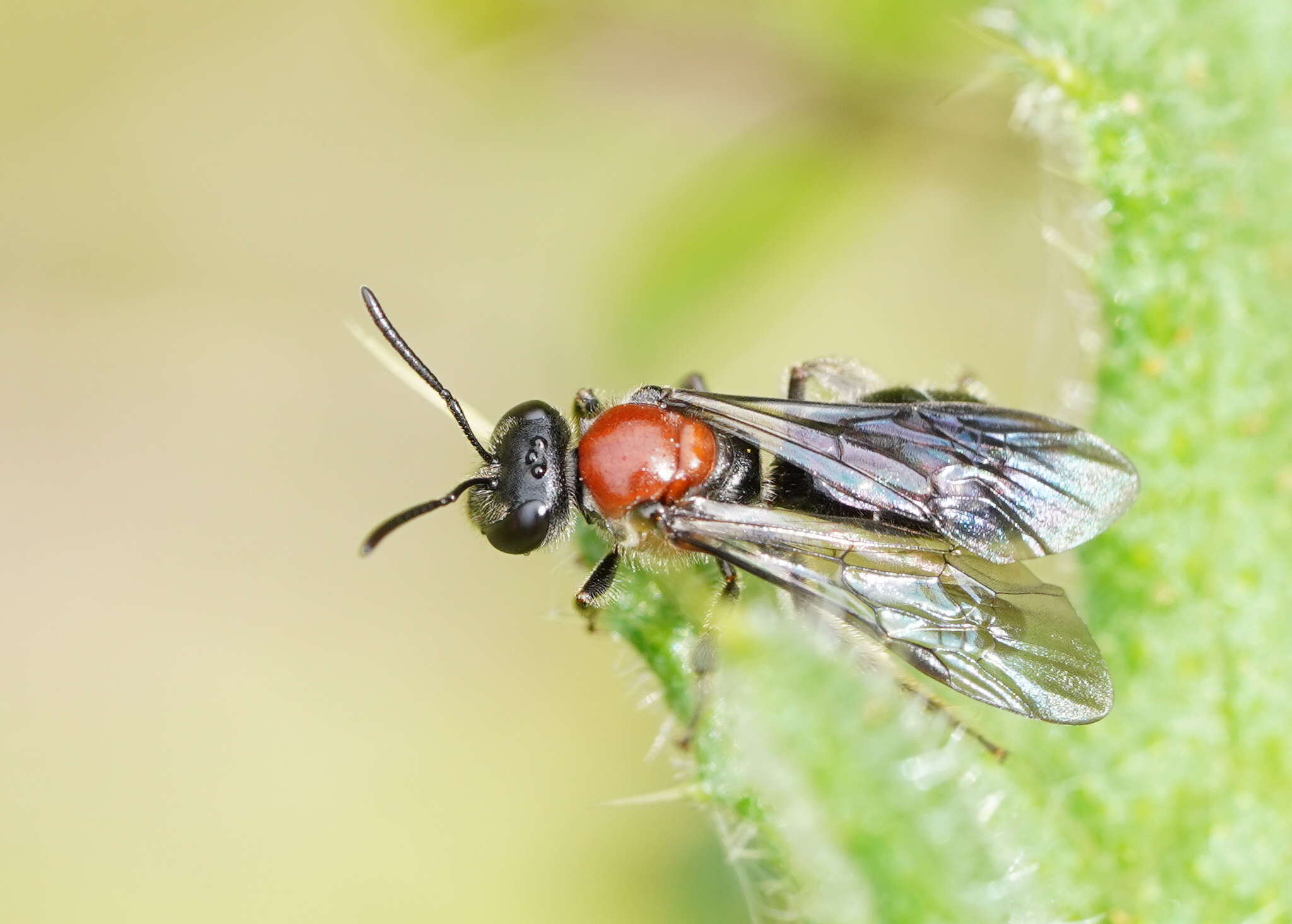 Image of Lasioglossum callomelittinum (Cockerell 1910)