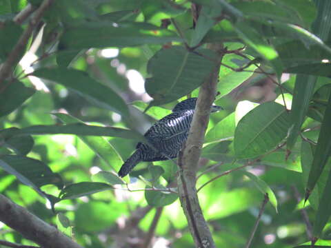 Image of Barred Antshrike