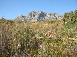 Image of Ever-flowering heath