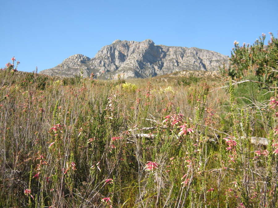 Image of Ever-flowering heath
