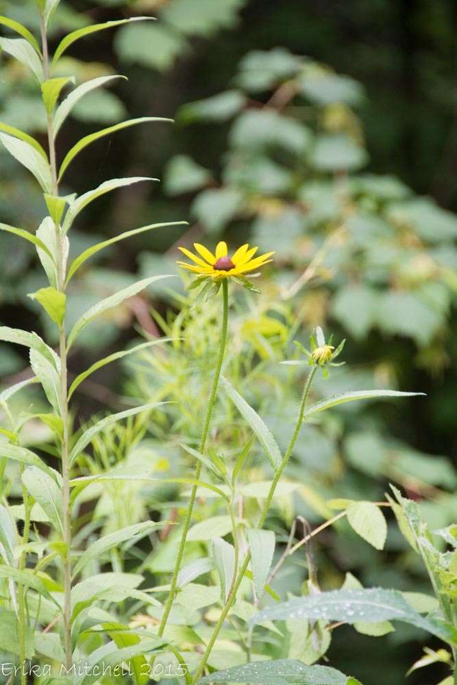 Sivun Rudbeckia hirta var. pulcherrima Farw. kuva