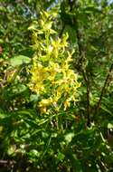 Imagem de Lysimachia terrestris (L.) Britton, Stern & Poggenb.