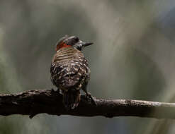 Image of Sulawesi Pygmy Woodpecker