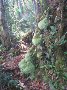 صورة Leucobryum giganteum C. Müller 1848