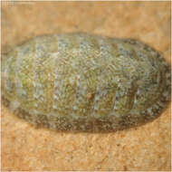 Image of keep's chiton