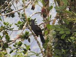 Image of Andean Guan