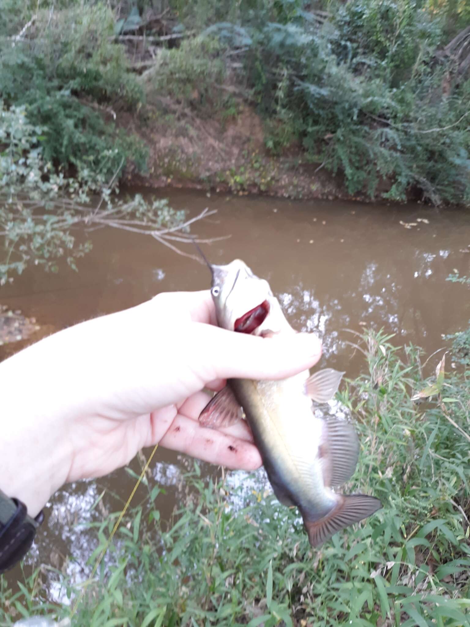 Image of Black Bullhead