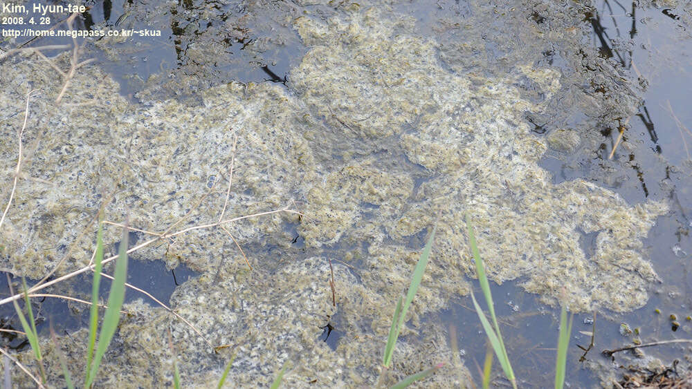 Image of Black-spotted frog