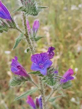 Image of Echium vulgare subsp. pustulatum (Sm.) E. Schmid & Gams