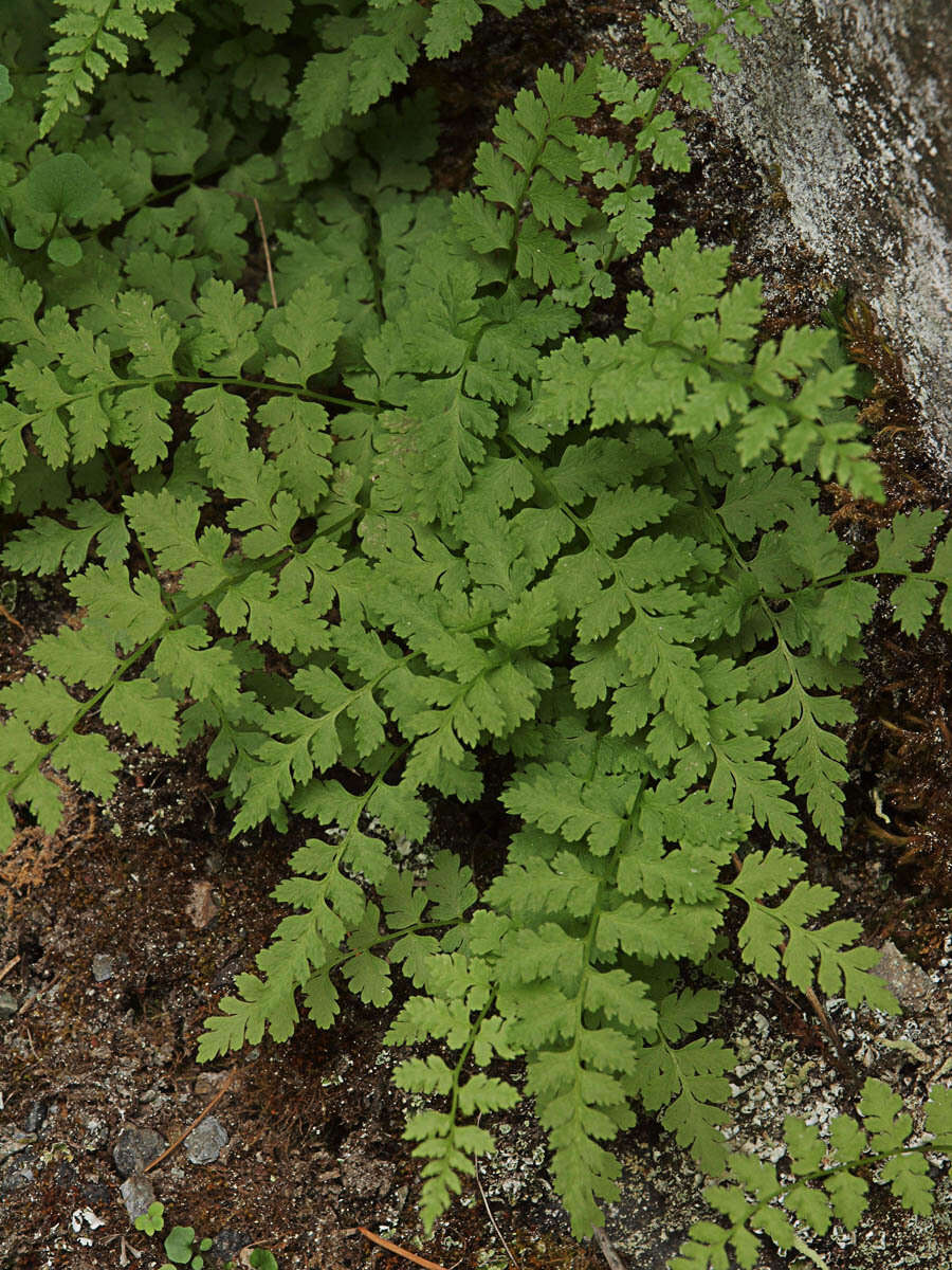 Imagem de Cystopteris fragilis (L.) Bernh.