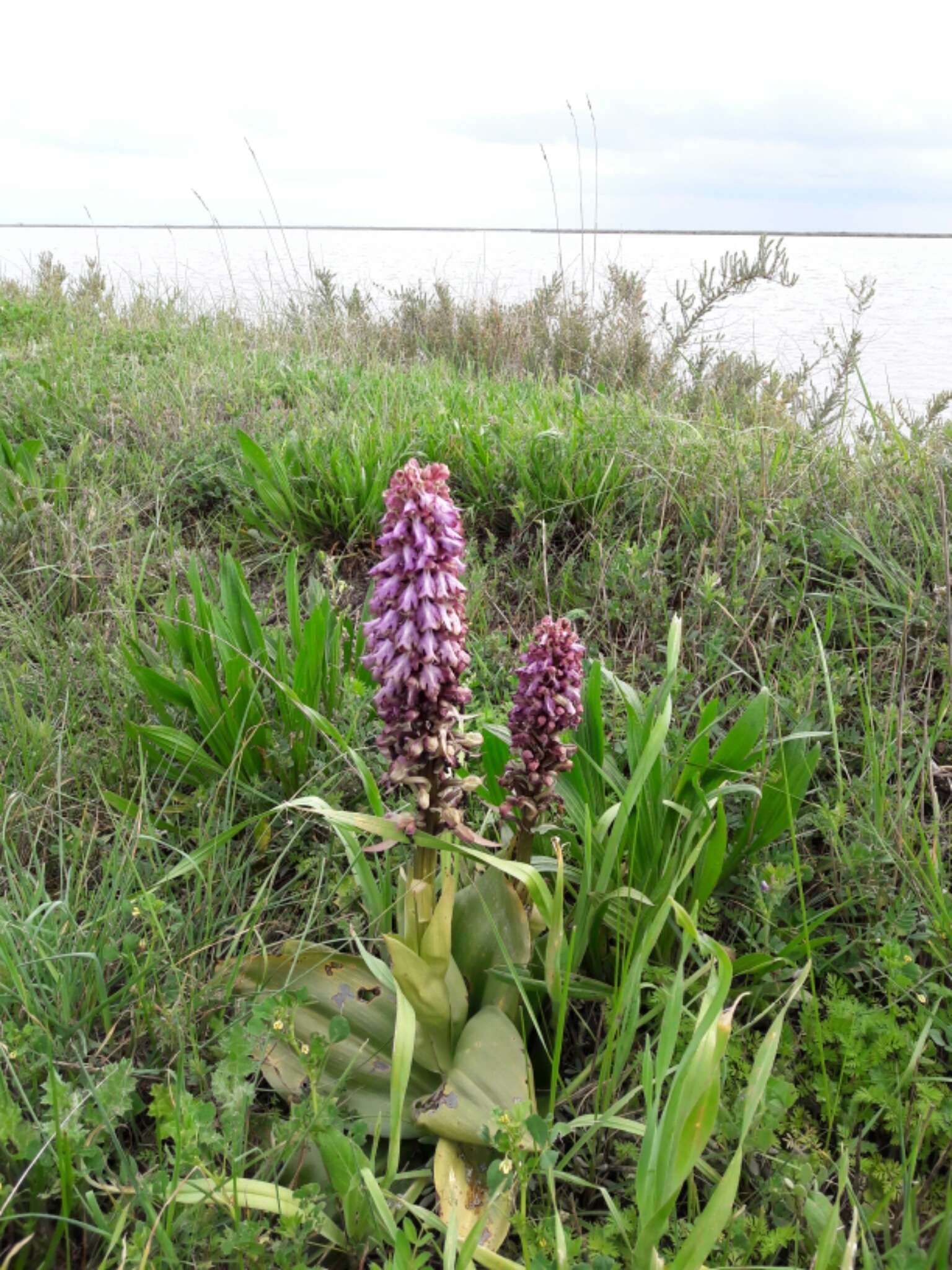 Image of Giant Orchid