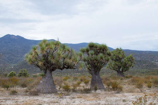 Image of Mexican Pony Tail Palm