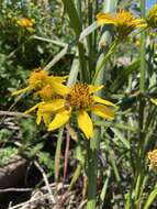 Image of bigleaf crownbeard