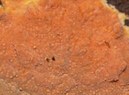 Image of Rhizochaete brunnea Gresl., Nakasone & Rajchenb. 2004