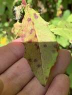 Image of barbed rattlesnakeroot