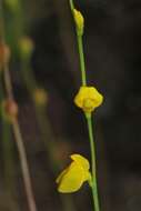 Image de Utricularia guyanensis A. DC.