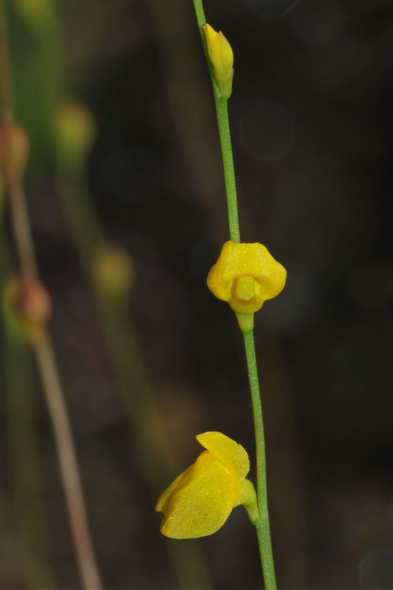 Image de Utricularia guyanensis A. DC.