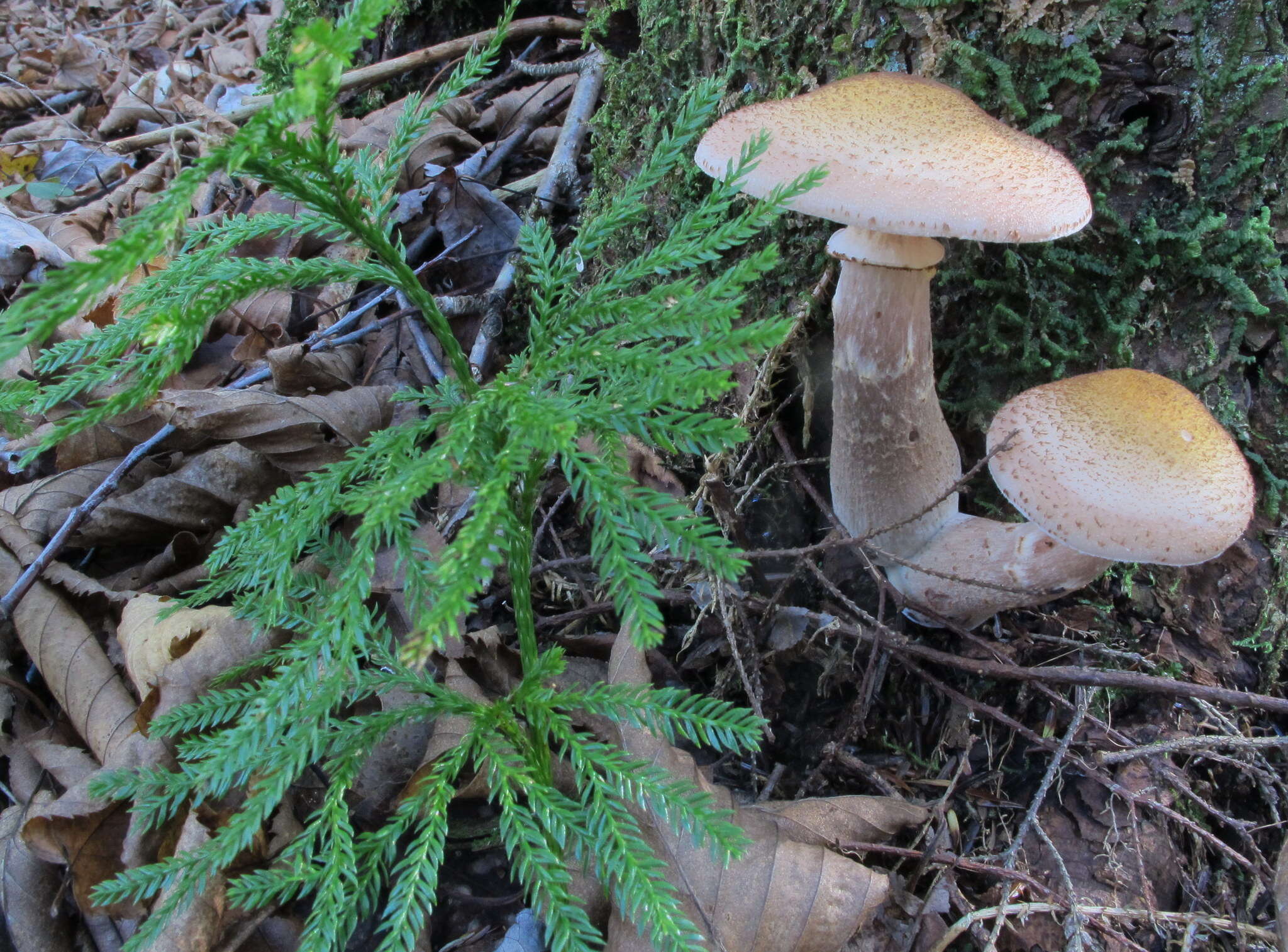 Image of Armillaria ostoyae (Romagn.) Herink 1973