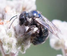 Image de Andrena cerasifolii Cockerell 1896